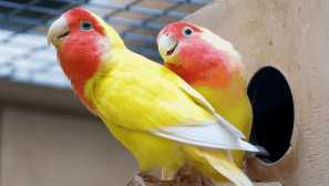 Защо домашната глухота живее по-дълги диви роднини